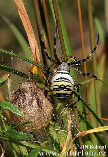 Križiak pruhovaný (Argiope bruennichi)