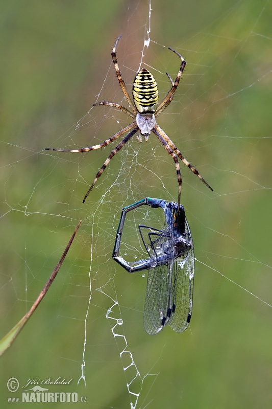 Križiak pruhovaný (Argiope bruennichi)