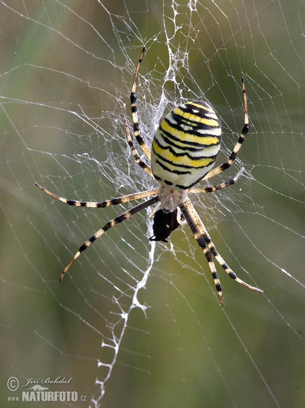 Križiak pruhovaný (Argiope bruennichi)