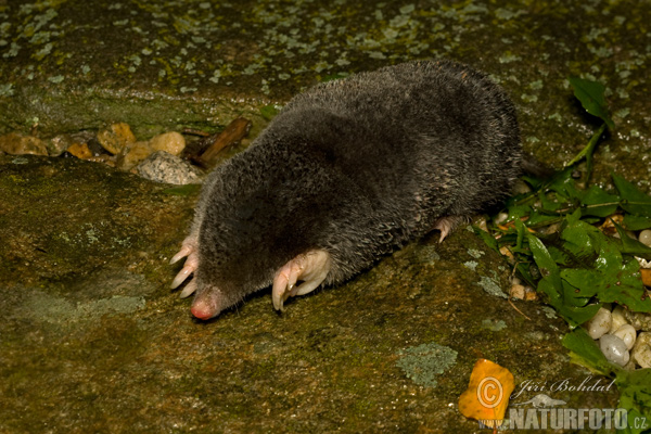 Krt podzemný (Talpa europaea)