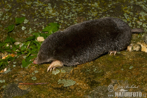 Krt podzemný (Talpa europaea)