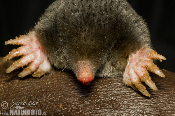 Krt podzemný (Talpa europaea)