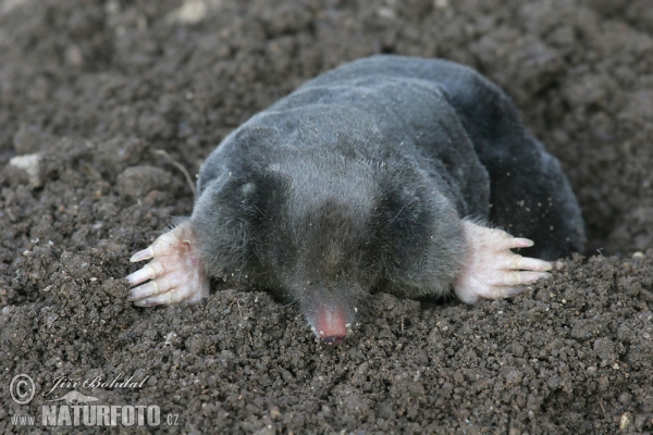 Krt podzemný (Talpa europaea)