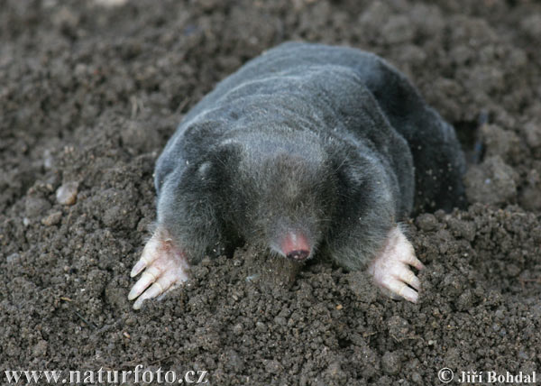 Krt podzemný (Talpa europaea)