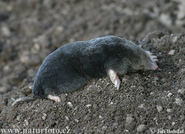 Krt podzemný (Talpa europaea)