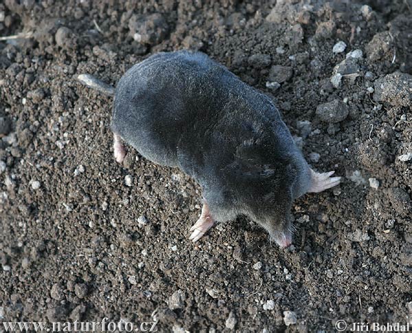 Krt podzemný (Talpa europaea)