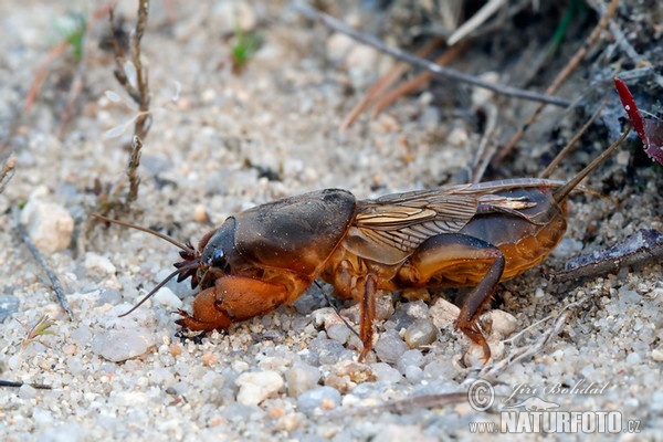 Krtonožka obecná (Gryllotalpa gryllotalpa)