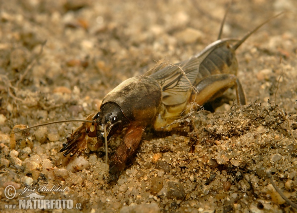 Krtonožka obecná (Gryllotalpa gryllotalpa)