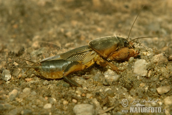 Krtonožka obecná (Gryllotalpa gryllotalpa)