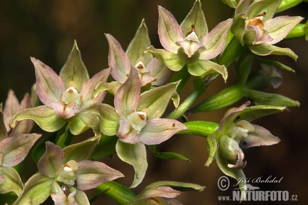 Kruštík širolistý (Epipactis helleborine)