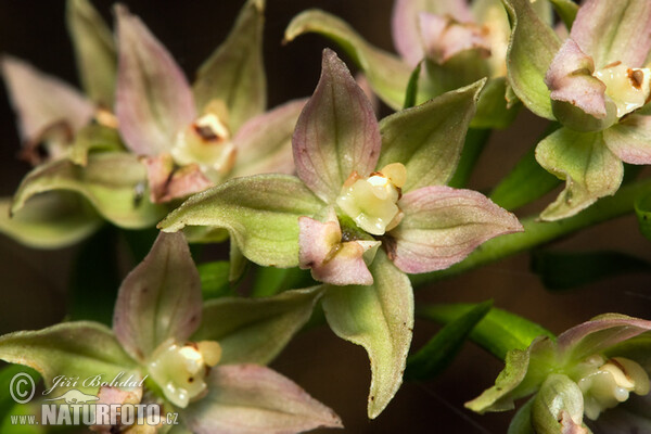 Kruštík širolistý (Epipactis helleborine)