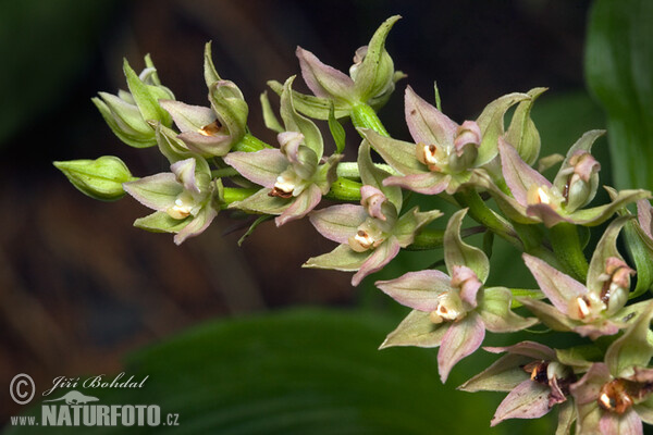 Kruštík širolistý (Epipactis helleborine)