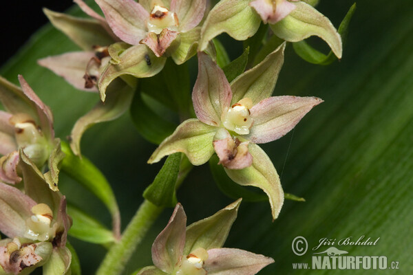 Kruštík širolistý (Epipactis helleborine)