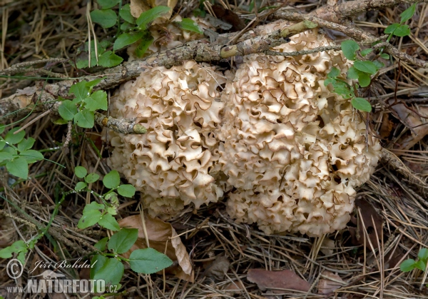 kučierka veľká (Sparassis crispa)