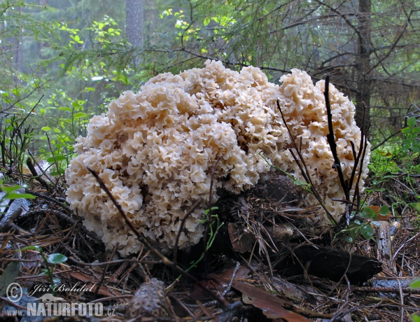 kučierka veľká (Sparassis crispa)