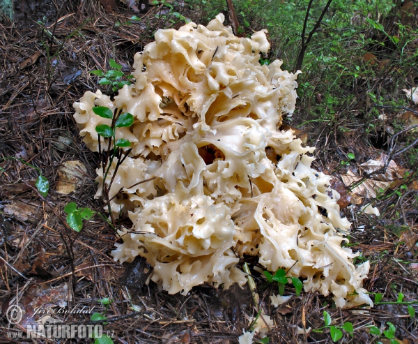 kučierka veľká (Sparassis crispa)