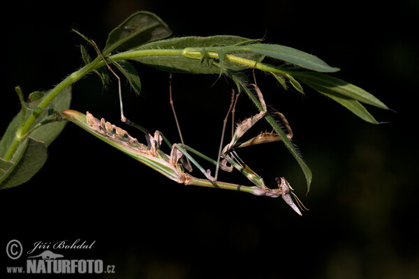 Kudlanka jižní (Empusa fasciata)