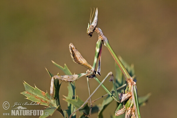 Kudlanka jižní (Empusa fasciata)