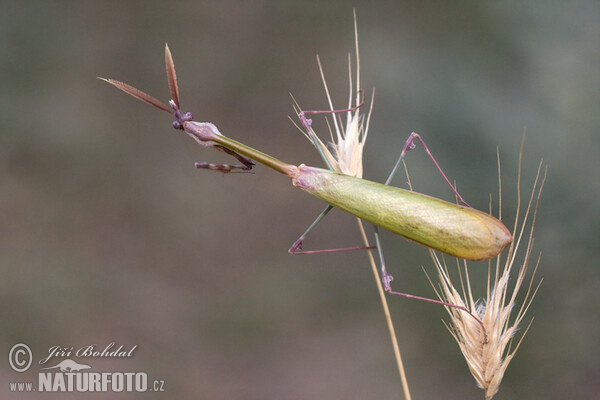 Kudlanka jižní (Empusa fasciata)