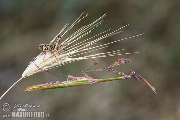 Kudlanka jižní (Empusa fasciata)