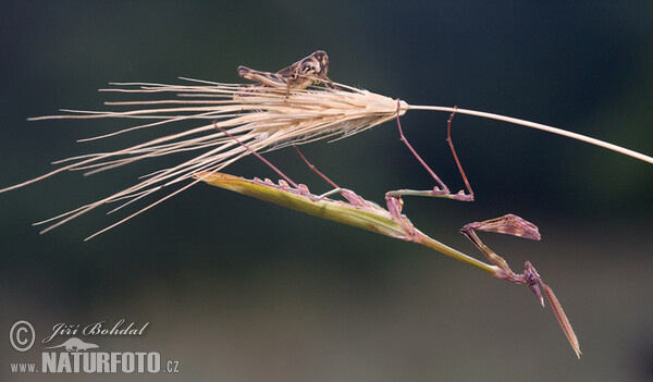 Kudlanka jižní (Empusa fasciata)