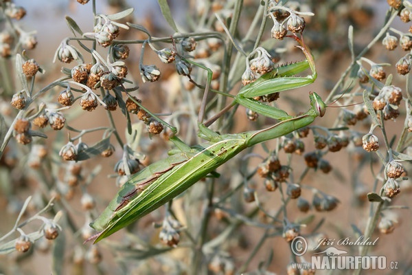 Kudlanka nábožná (Mantis religiosa)