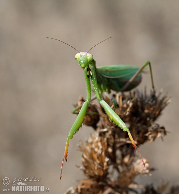 Kudlanka nábožná (Mantis religiosa)