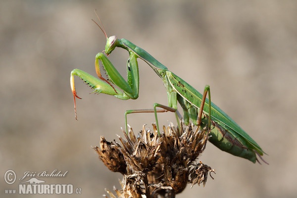 Kudlanka nábožná (Mantis religiosa)