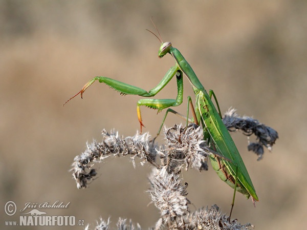 Kudlanka nábožná (Mantis religiosa)