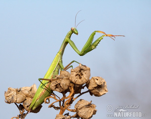 Kudlanka nábožná (Mantis religiosa)