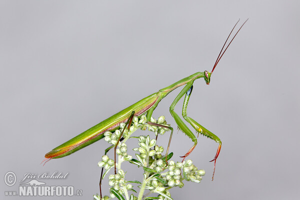 Kudlanka nábožná (Mantis religiosa)