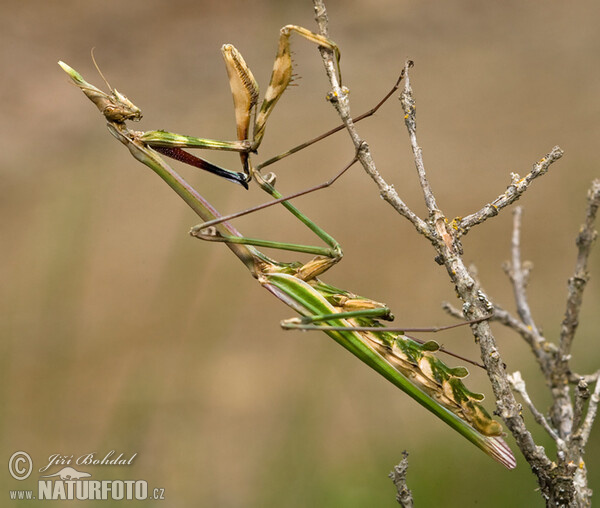 Kudlanka vyzáblá (Empusa pennata)