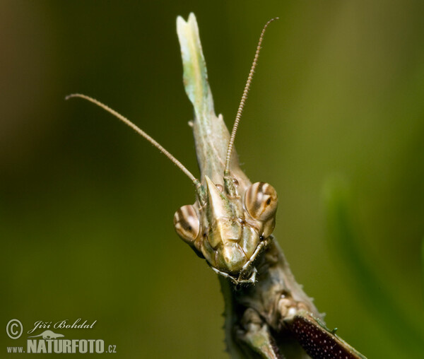 Kudlanka vyzáblá (Empusa pennata)