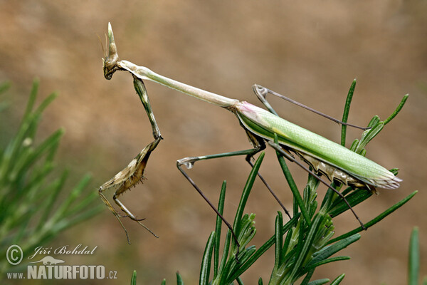 Kudlanka vyzáblá (Empusa pennata)