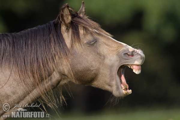 Kůň domácí (Equus caballus)