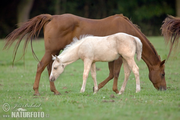 Kůň domácí (Equus caballus)