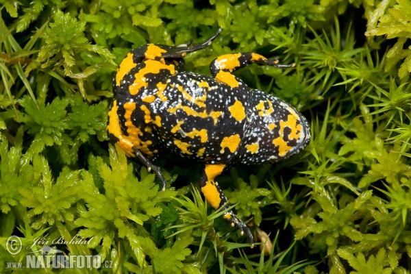 Kunka červenobruchá (Bombina bombina)