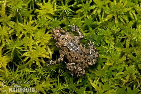 Kunka červenobruchá (Bombina bombina)