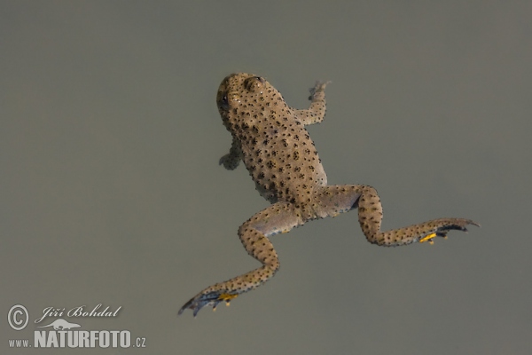 Kunka žltobrichá (Bombina variegata)