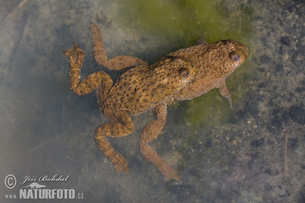 Kunka žltobrichá (Bombina variegata)