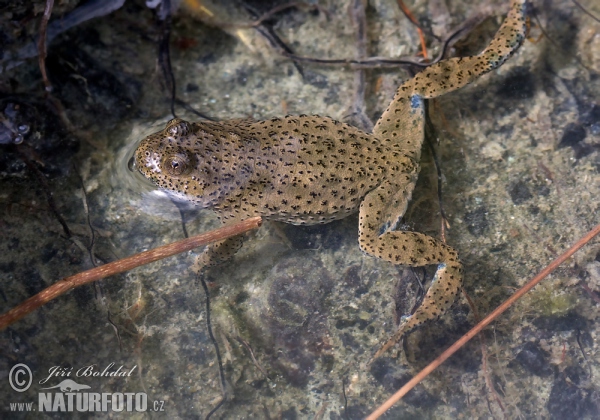 Kunka žltobrichá (Bombina variegata)