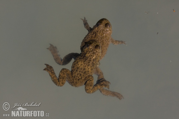 Kuňka žlutobřichá (Bombina variegata)