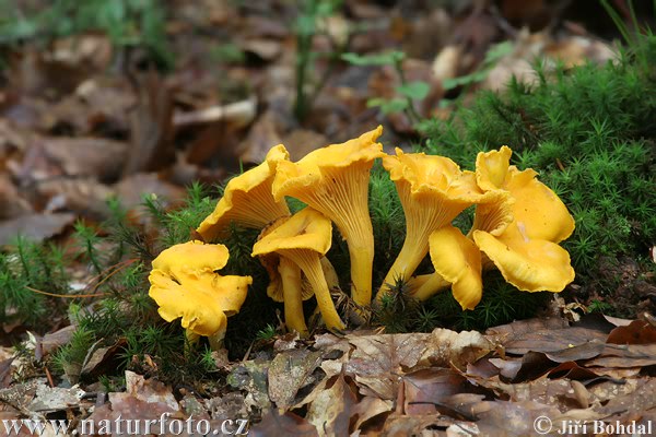 kuriatko jedlé (Cantharellus cibarius)