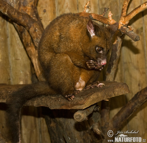 Kusu líščí (Trichosurus vulpecula)