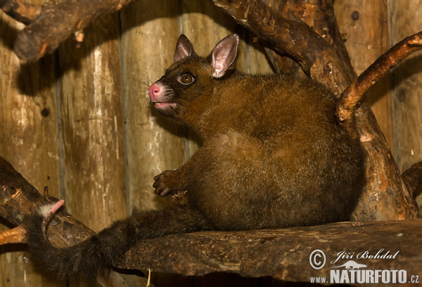 Kusu líščí (Trichosurus vulpecula)