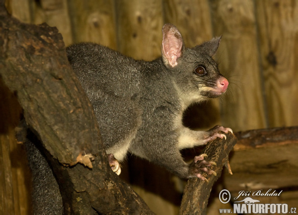 Kusu líščí (Trichosurus vulpecula)