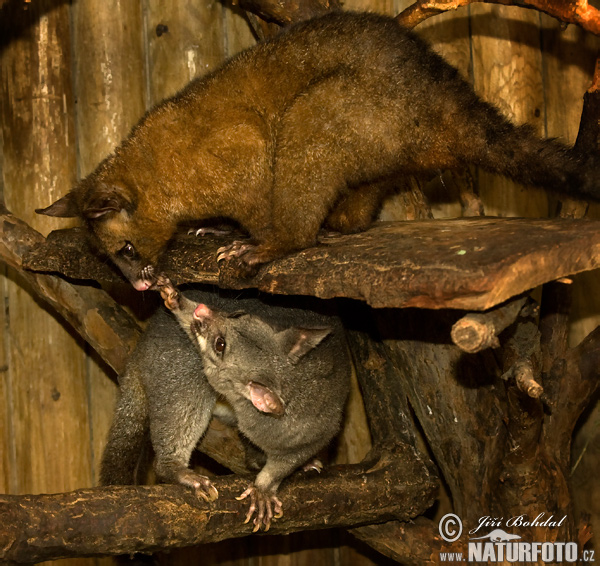 Kusu líščí (Trichosurus vulpecula)