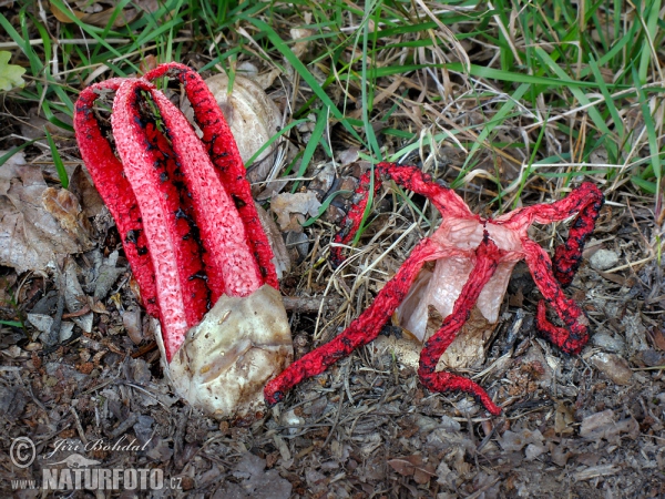 Květnatec Archerův (Clathrus archeri)