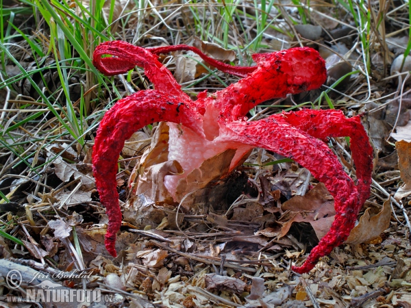 Květnatec Archerův (Clathrus archeri)