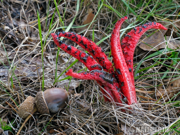 Květnatec Archerův (Clathrus archeri)